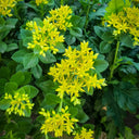 Sedum aizoon, 200 Seeds