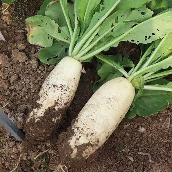 Summer-Autumn White Jade Radish Seeds, 5g