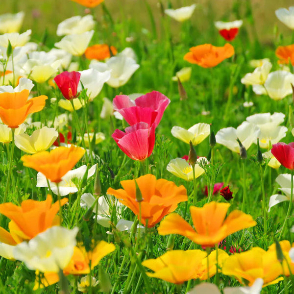 Mixed Colour California Poppy Seeds, 1g