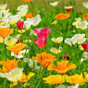 Mixed Colour California Poppy Seeds, 1g