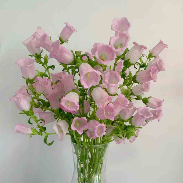 Canterbury Bells, Pink