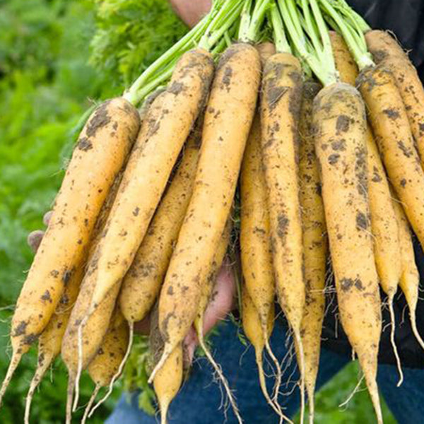 Dutch Yellowstone Carrot Seeds, 1g