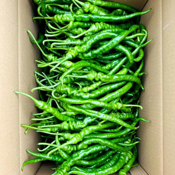 Spiral Spicy Line Pepper Seeds, 0.5g