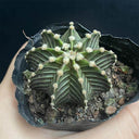 Gymnocalycium stenopleurum, 3-4cm