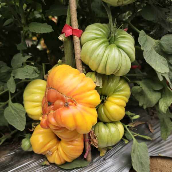 644 Carousel Tomato, 5 Seeds