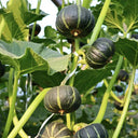 Green Baby Mini Pumpkin Seeds, 50 Seeds