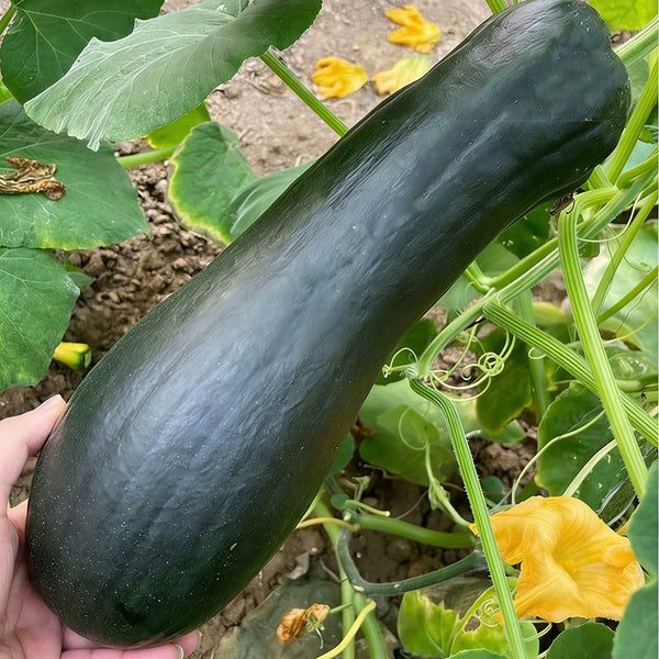 Extra-Early Mobo Squash, 15 Seeds