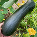Extra-Early Mobo Squash, 15 Seeds