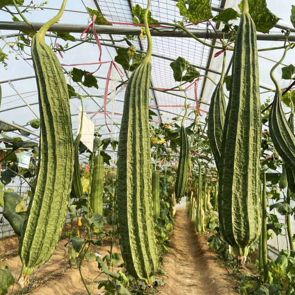 Traditional Angled Luffa Seeds, 5g