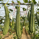 Traditional Angled Luffa Seeds, 5g