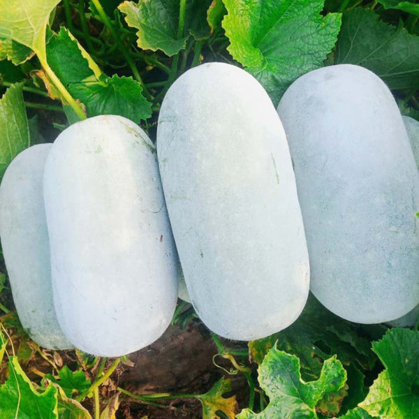 Baoqi Taro-Scented Winter Melon, 50 Seeds