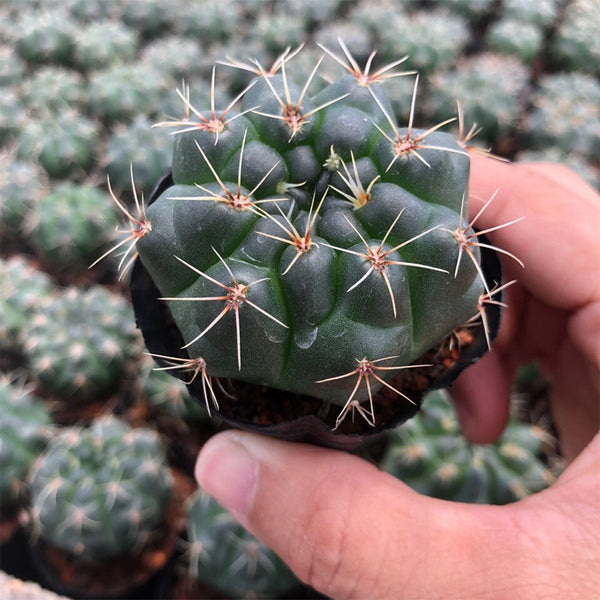 Baldian's Gymnocalycium Cactus, 3-4cm