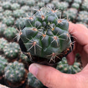 Baldian's Gymnocalycium Cactus, 3-4cm