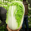 'Qiuguan 70' Chinese Cabbage Seeds, 10g