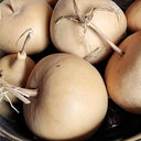 Big Apple Gourd, 5 Seeds
