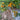 529 Yellow Datterini Tomato, 5 Seeds