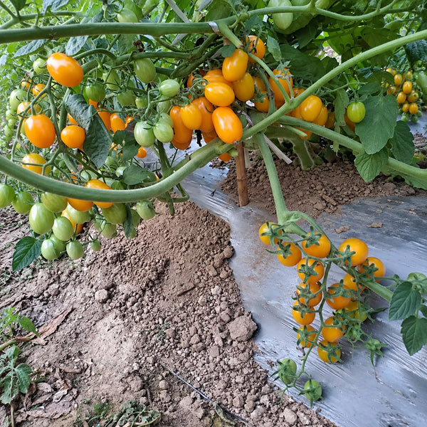 529 Yellow Datterini Tomato, 5 Seeds