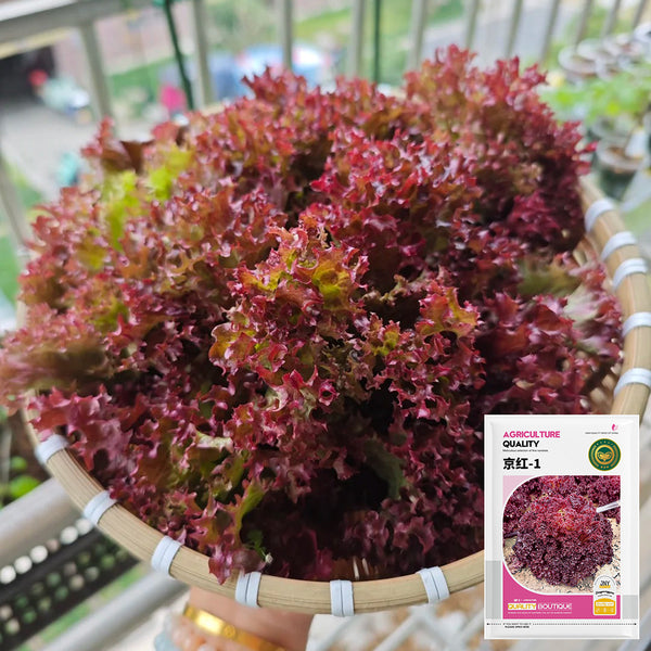 'Jinghong-1' Loose-leaf Lettuce Seeds, 1g