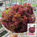 'Jinghong-1' Loose-leaf Lettuce Seeds, 1g