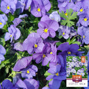 Hezhichun Pansy 'Azure Skies', 30 Seeds