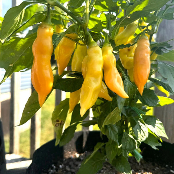 Sugar Peach Pepper, 5~10 Seeds