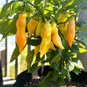 Sugar Peach Pepper, 5~10 Seeds