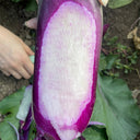 Rock Sugar Heart Purple Skin Fruit Radish, 60 Seeds