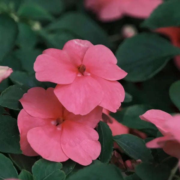 Salsa Mix Impatiens Walleriana, 5 Seeds