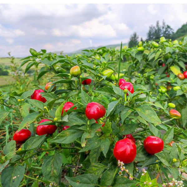 Strawberry-shaped Hot Pepper Seeds, 1g
