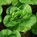 'Hefeng' Dwarf Bok Choy Seeds, 10g