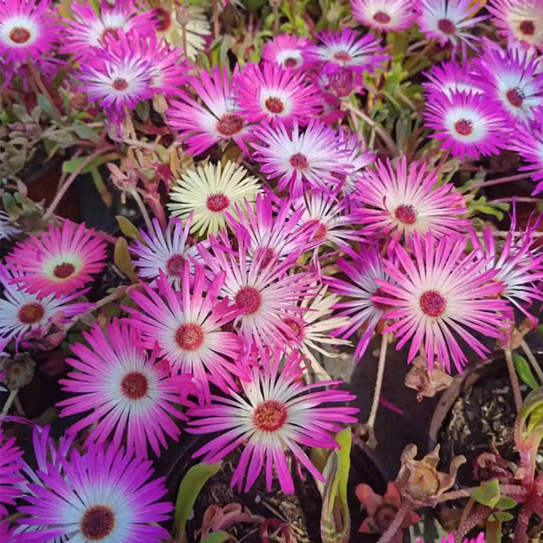 trailing ice plant seeds Trailing Ice Plant (Lampranthus spectabilis) Seeds, 200 Seeds