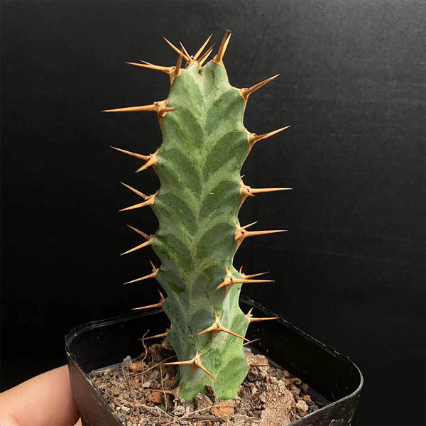 Euphorbia virosa, 7-8cm