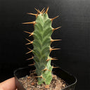 Euphorbia virosa, 7-8cm