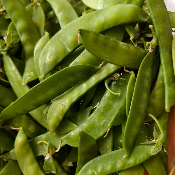 Large-Pod Snow Pea Seeds, 50g