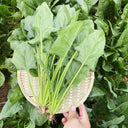 'Heat-Tolerant King' Spinach Seeds, 20g