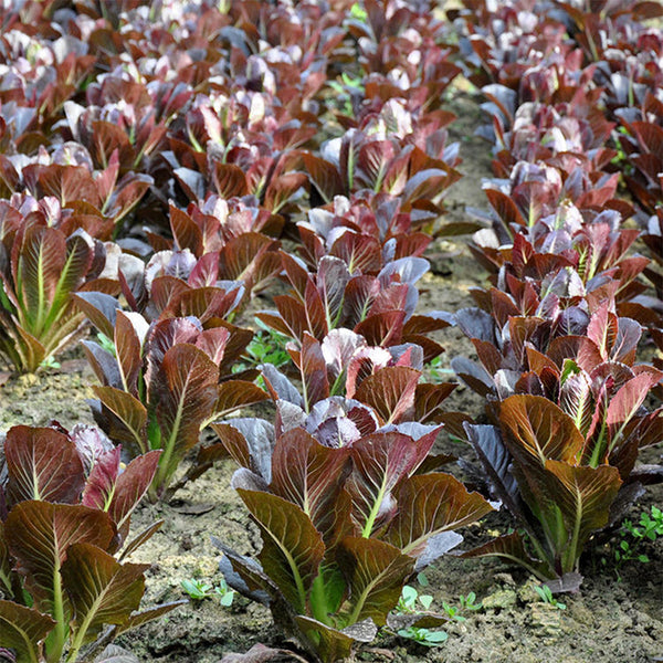 Purple Roman Lettuce Seeds, 10g