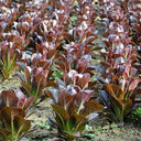 Purple Roman Lettuce Seeds, 10g