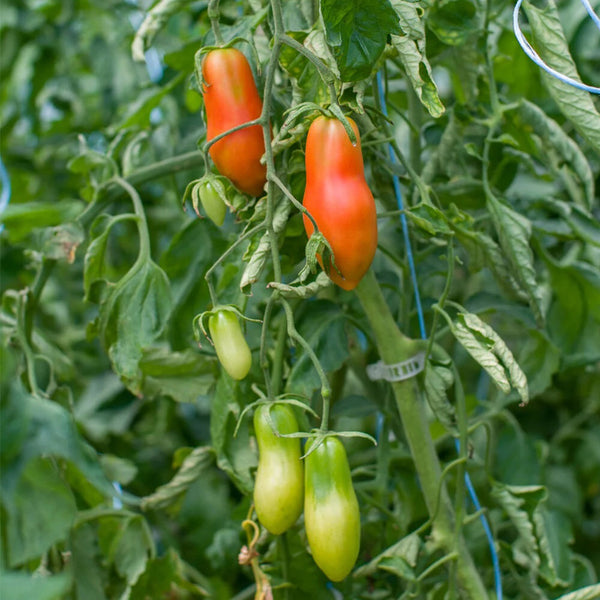 Ten Fingers of Naples Tomato, 10-15 Seeds
