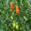 Ten Fingers of Naples Tomato, 10-15 Seeds