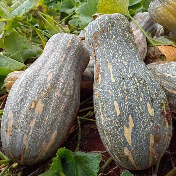 Large-Fruited Miben Pumpkin Seeds, 2g