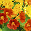 Aurora Nasturtium Mix Seeds, 50 Seeds