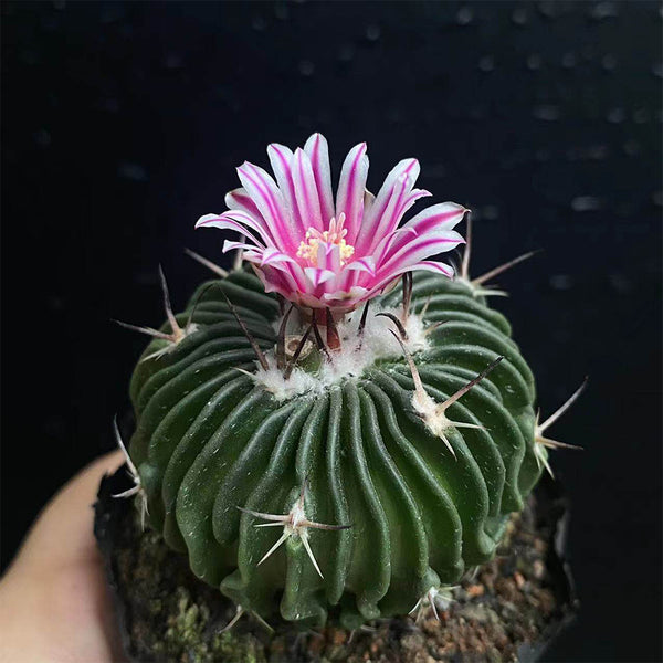 Echinofossulocactus multicostatus, 3-4cm