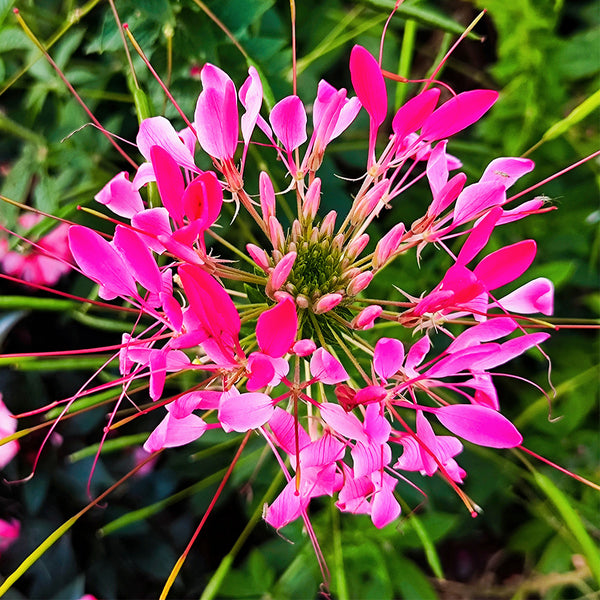 Rose Red Spider Flower Seeds, 200 Seeds