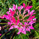 Rose Red Spider Flower Seeds, 200 Seeds