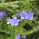Viper's Bugloss Seeds, 200 Seeds