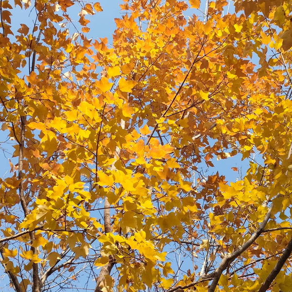 Trident Maple Tree, 100 Seeds