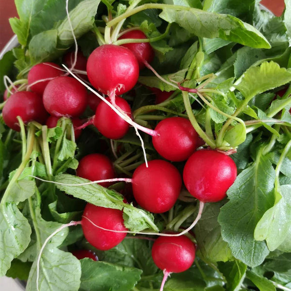 'Ailuo' Cherry Radish Seeds, 10g