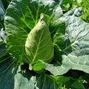 Huachun Oxheart Cabbage Seeds, 10g