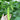 'Zhongnong Cuiyu No.4' Fruit Cucumber, 100 Seeds