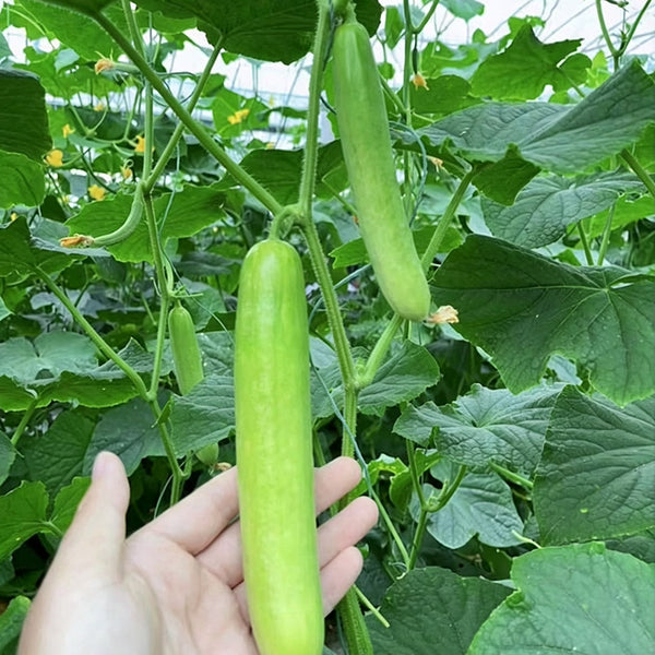 'Zhongnong Cuiyu No.4' Fruit Cucumber, 100 Seeds
